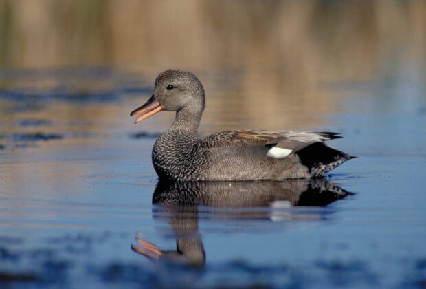 gadwall drake