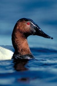 canvasback drake