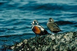 Harlequin pair standing on rocks. Professional quality file available