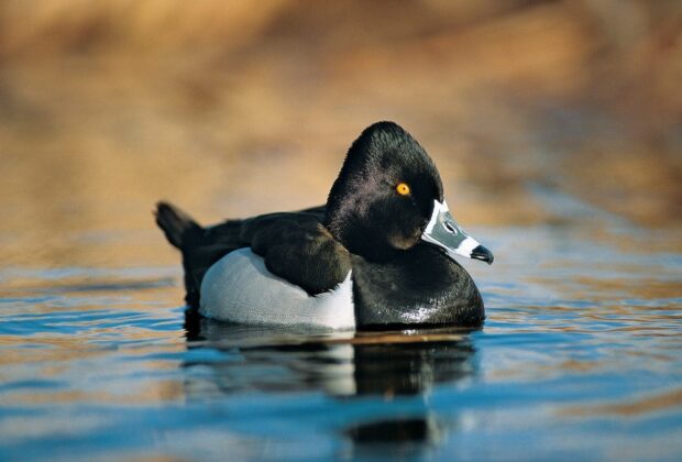 ring-necked duck drake