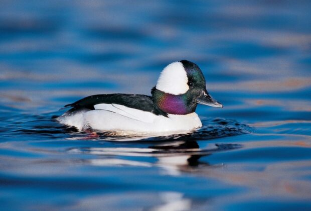 bufflehead drake