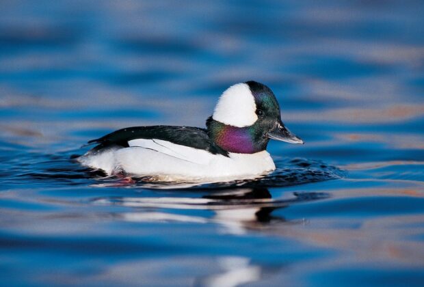Bufflehead