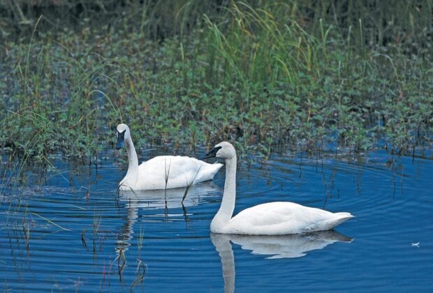 trumpeter swan pair