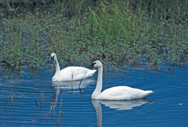 Trumpeter swan