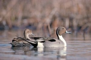 Northern pintail