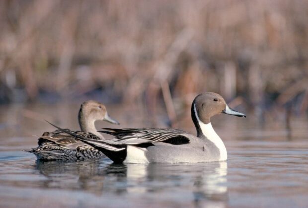 Northern pintail