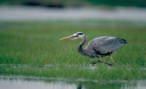 Great blue heron hunting