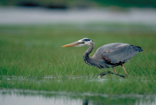 Great blue heron hunting