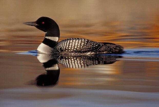 loon