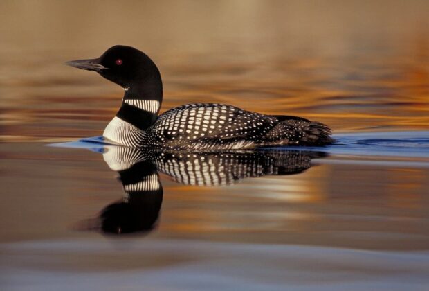 Common loon