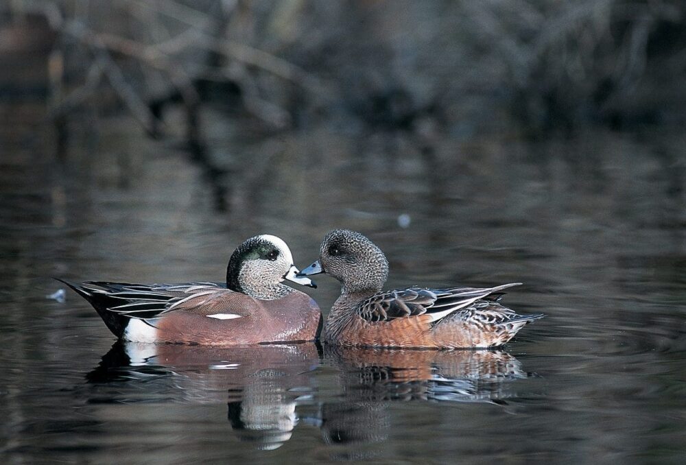 The Fraser River Estuary supports some of the highest densities of wintering waterfowl in the country, including species like the American wigeon. 