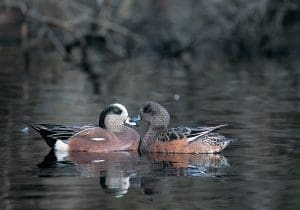 American wigeon pair