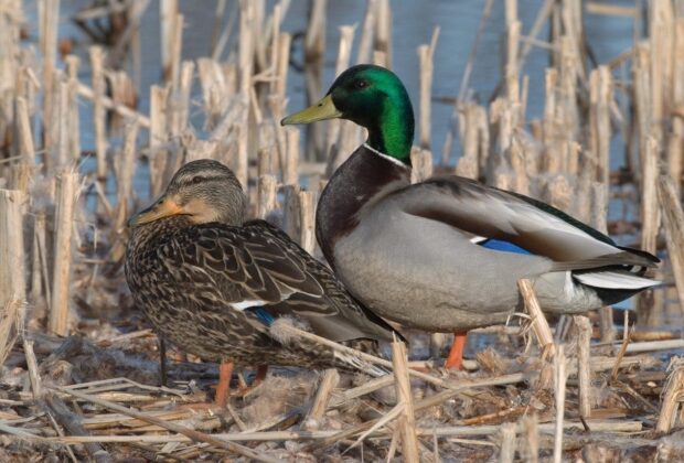 mallard pair