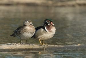 wood duck pair on land