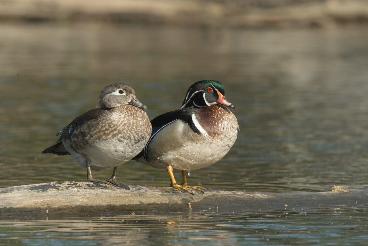 wood duck pair on land