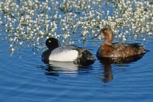 lesser scaup drake and hen