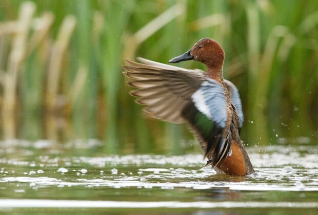 cinnamon teal flapping wings