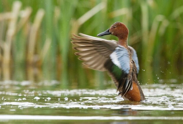 Cinnamon teal