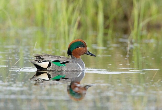 green-winged teal