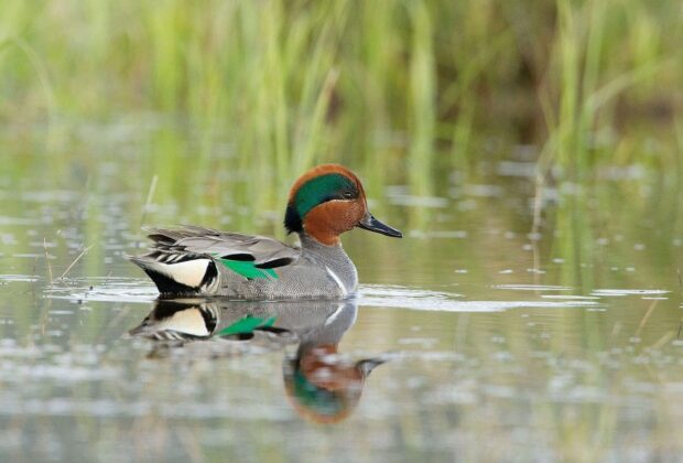 Green-winged teal