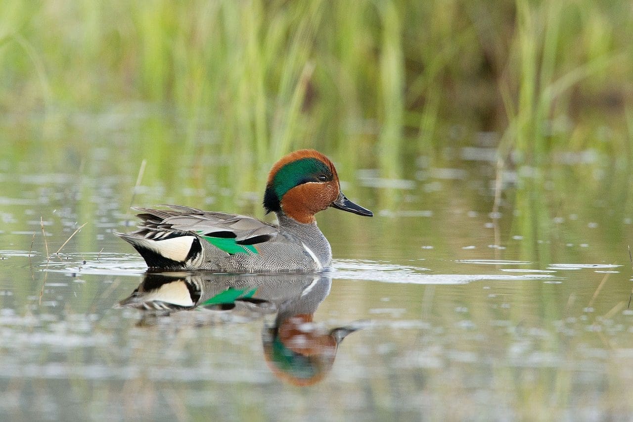 Green-winged teal — Ducks Unlimited Canada
