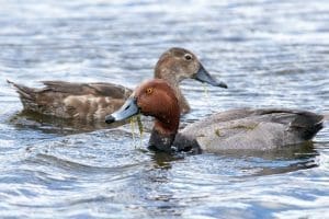 Redhead pair, feeding.