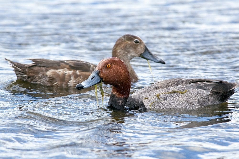 Redhead — Ducks Unlimited Canada 