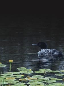 loon