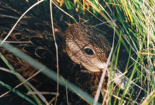 A duck in spring