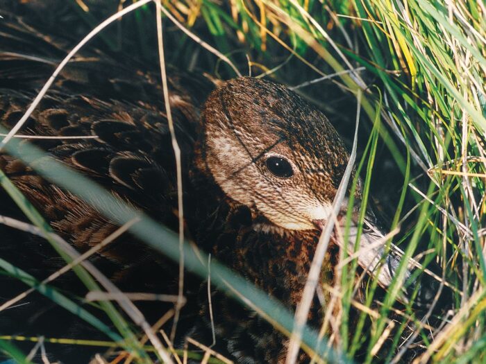 A blue-winged teal hen and her brood. After 30-40 days, the young can source their own food.