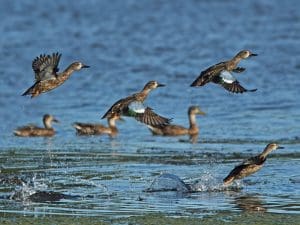 teal migration