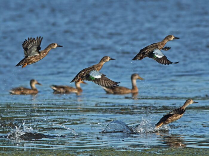 Blue-winged teal launch into the sky, heading north to their summer breeding grounds.