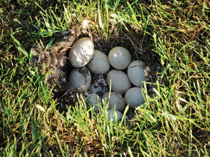 Blue-winged teal hens can lay up to 14 eggs.