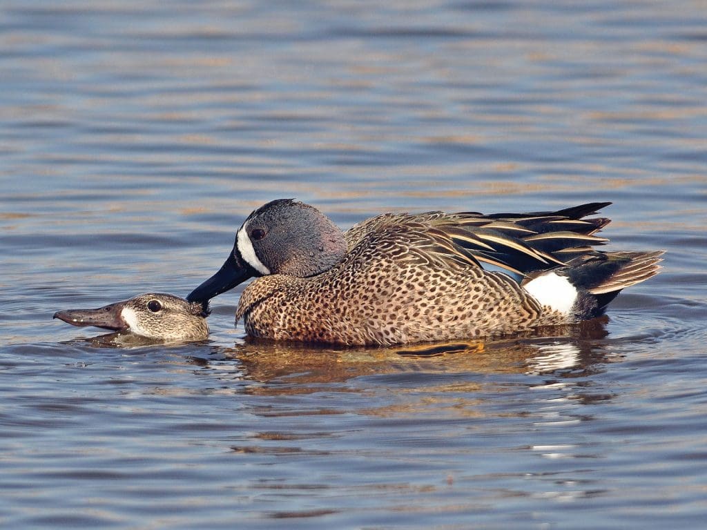 migration and breeding