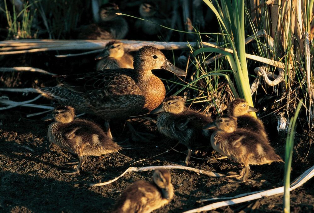 Trusting her camouflage, a blue-winged teal hen remains stark still on her nest during incubation. 