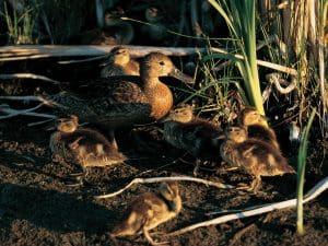 migration and broods