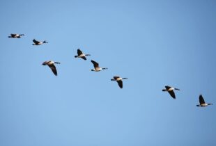 Why are the birds flying north — again?