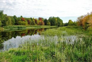 Quebec passes legislation to conserve wetlands and water