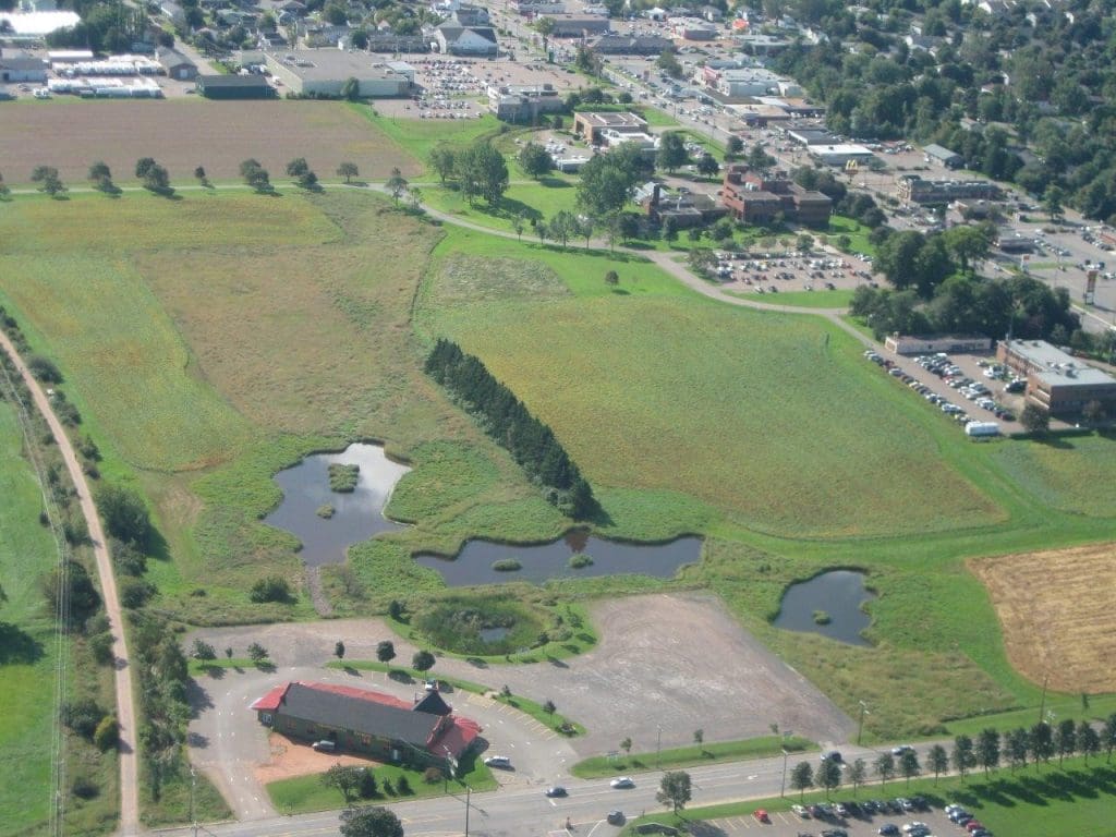 Wetlands that are home to Lucy the black duck