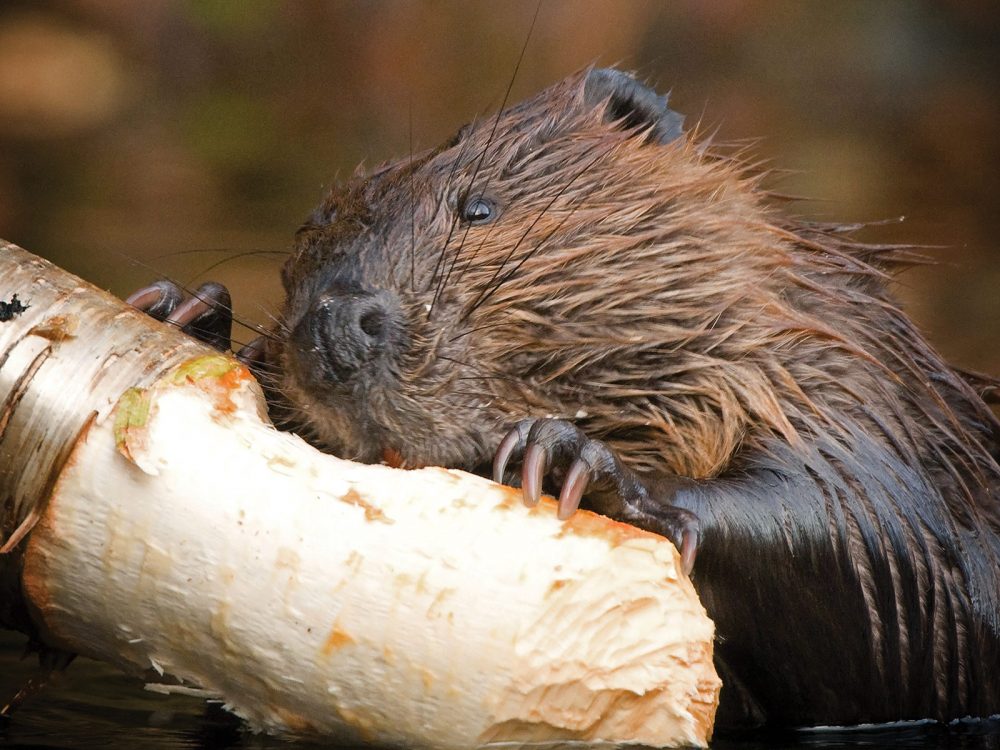 Leave it to beavers — Ducks Unlimited Canada