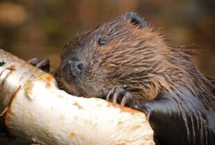Leave it to beavers