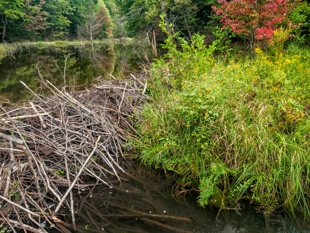 Beaver dam