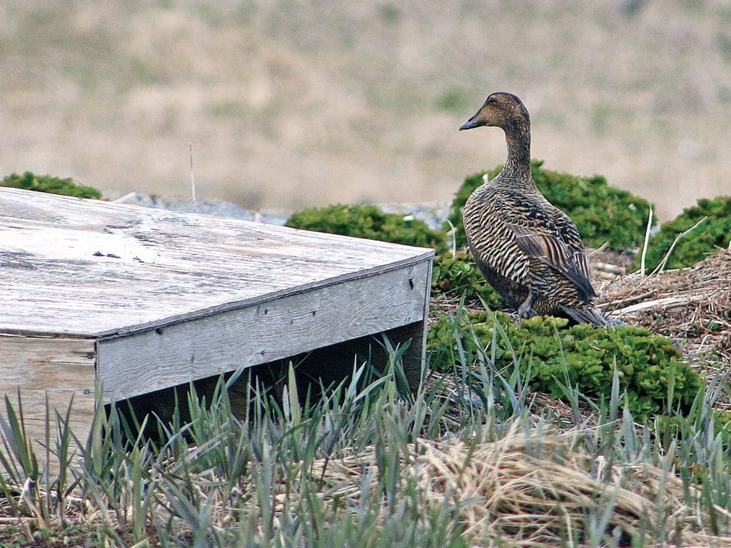 eider box