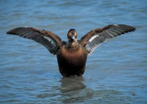 common eider hen