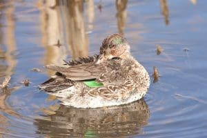 green-winged teal in moult