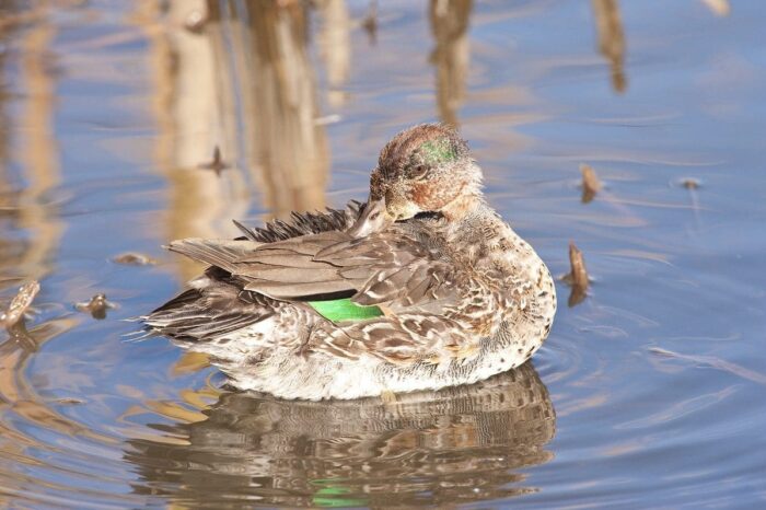 A moulting green-winged teal.