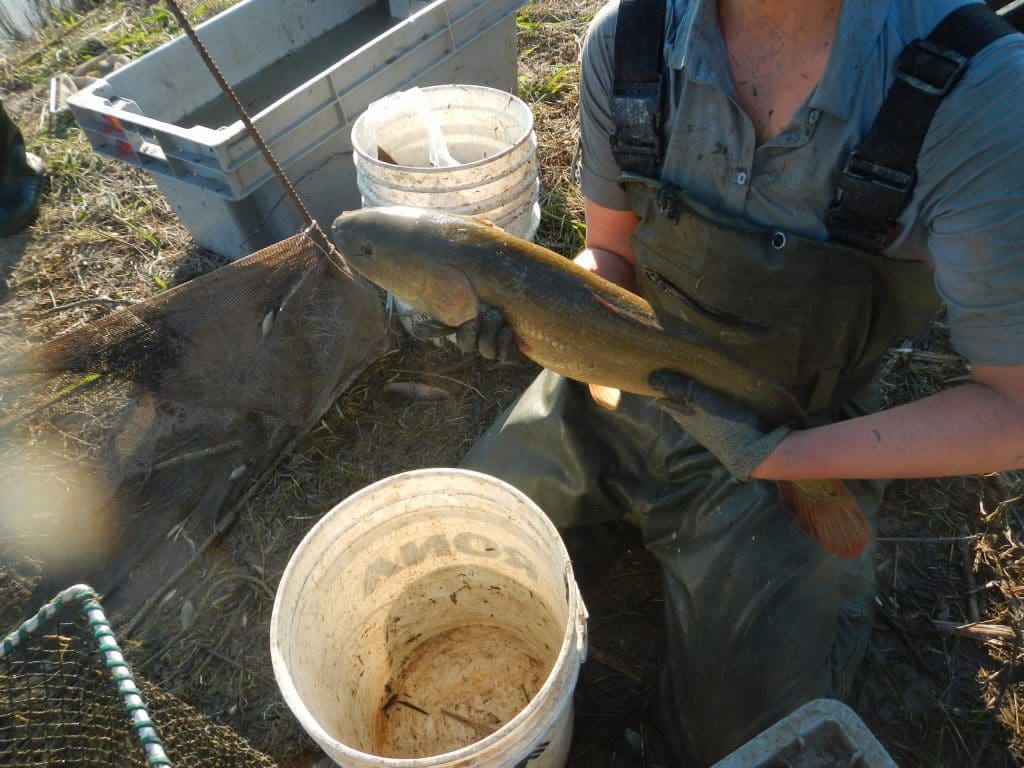 Fish are measured before release into the St. Lawrence River