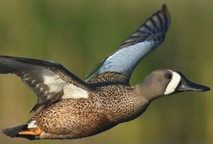 Duck numbers keep flying high
