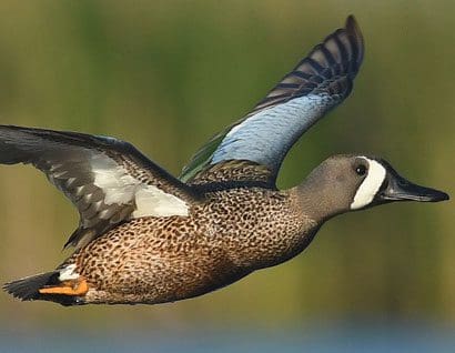 Duck numbers keep flying high