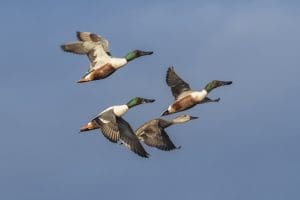 northern shoveler